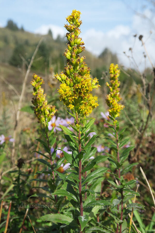 Canada goldenrod (Solidago elongata (Solidago canadensis ssp. elongata)) [Pacific View Trail, Nestucca Bay National Wildlife Refuge, Tillamook County, Oregon]