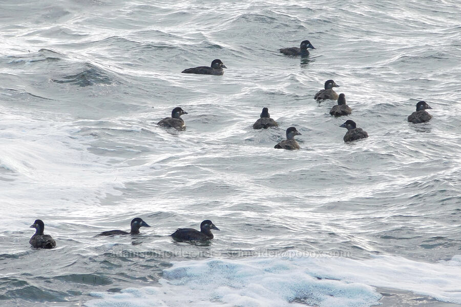 surf scoters (Melanitta perspicillata) [Waikiki Beach, Cape Disappointment State Park, Pacific County, Washington]