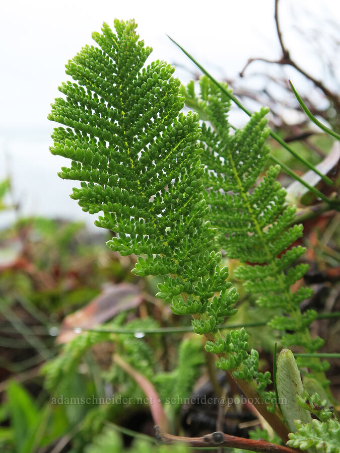dune tansy leaves (Tanacetum bipinnatum (Tanacetum camphoratum)) [Fishing Rock State Recreation Site, Lincoln County, Oregon]