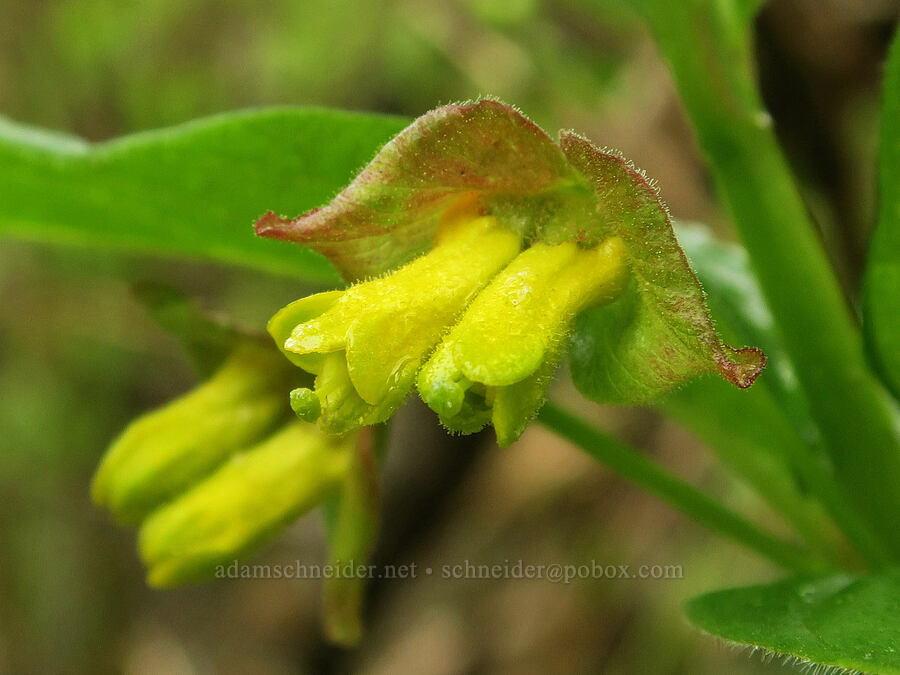 black twinberry flowers (Lonicera involucrata) [Fogarty Creek State Recreation Area, Lincoln County, Oregon]