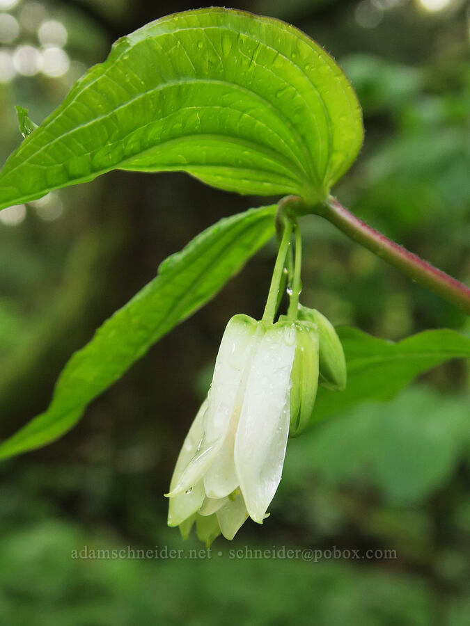Smith's fairy-bells (Prosartes smithii (Disporum smithii)) [Fogarty Creek State Recreation Area, Lincoln County, Oregon]