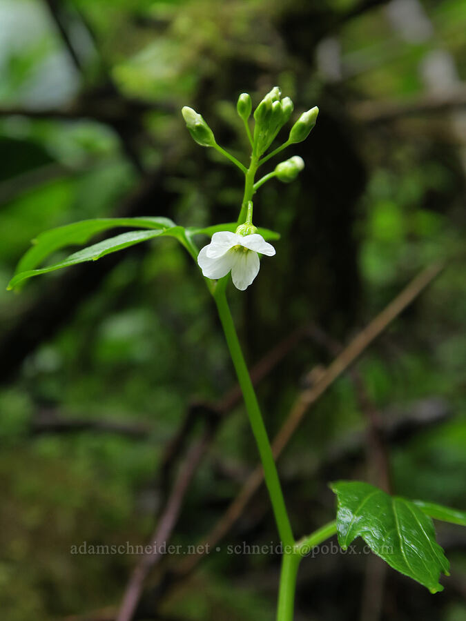 seaside bitter-cress (Cardamine angulata) [Fogarty Creek State Recreation Area, Lincoln County, Oregon]