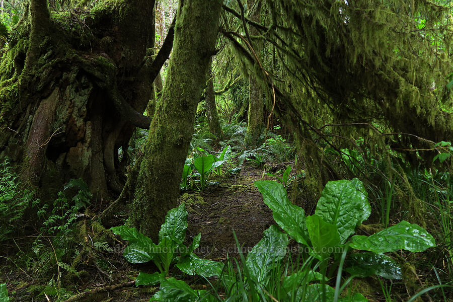 temperate rain forest [Fogarty Creek State Recreation Area, Lincoln County, Oregon]
