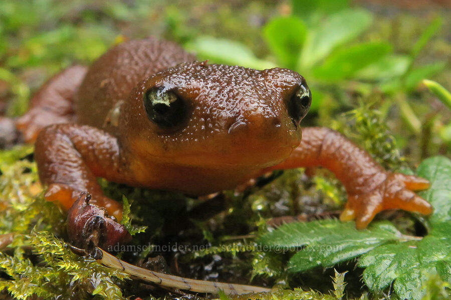 rough-skinned newt (Taricha granulosa) [Fogarty Creek State Recreation Area, Lincoln County, Oregon]