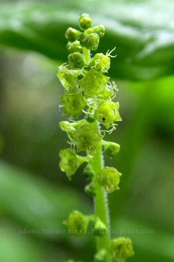 coastal mitrewort (Pectiantia ovalis (Mitella ovalis)) [Fogarty Creek State Recreation Area, Lincoln County, Oregon]