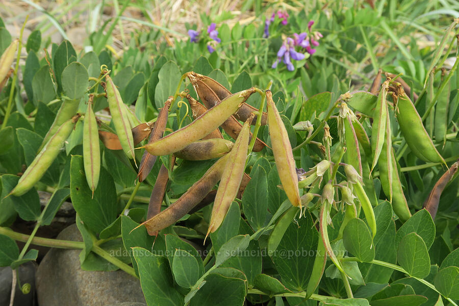 beach pea seed pods (Lathyrus japonicus) [Arcadia Beach, Clatsop County, Oregon]