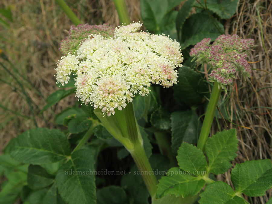 Henderson's angelica (Angelica hendersonii) [Arcadia Beach, Clatsop County, Oregon]