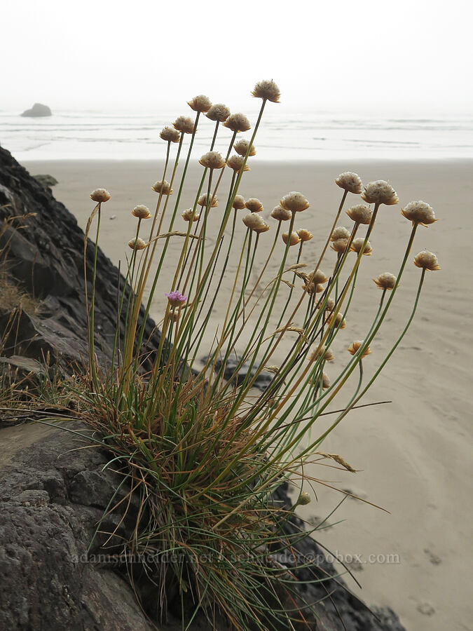 sea thrift (Armeria maritima) [Arcadia Beach, Clatsop County, Oregon]