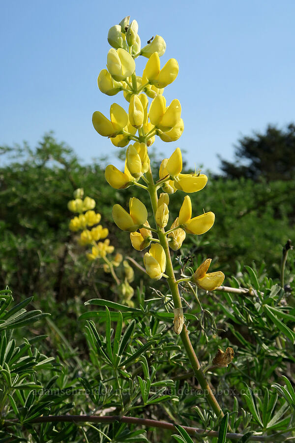 yellow bush lupine (Lupinus arboreus) [Bob Straub State Park, Tillamook County, Oregon]
