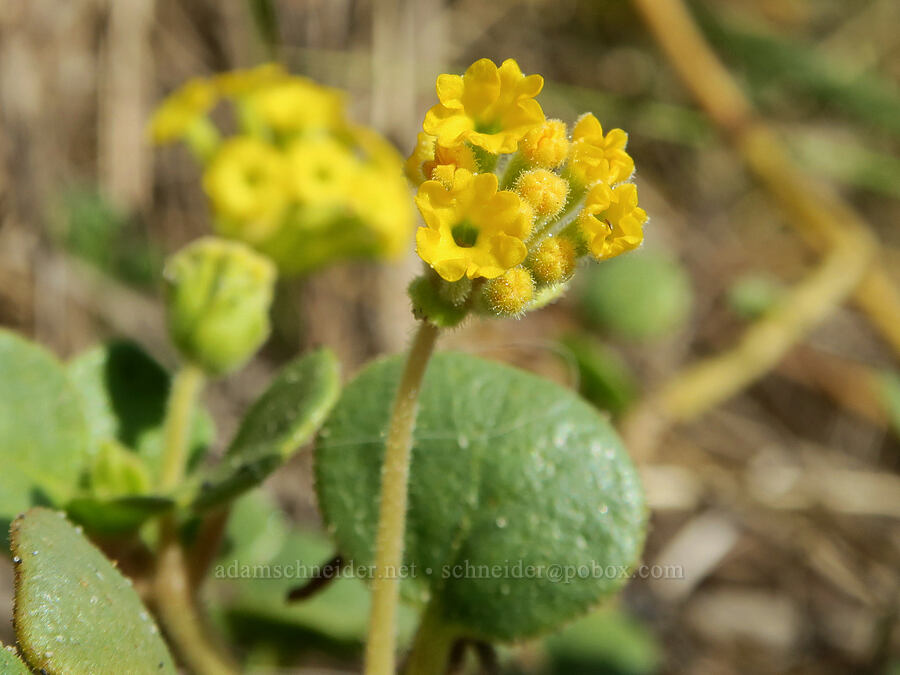 yellow sand-verbena (Abronia latifolia) [Pacific Avenue Beach Access, Pacific City, Tillamook County, Oregon]