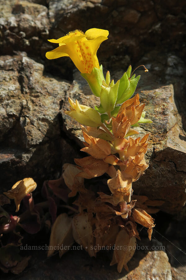 magnificent monkeyflower (Erythranthe grandis (Mimulus grandis)) [Short Beach, Tillamook County, Oregon]