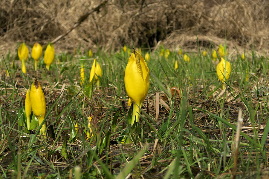 skunk cabbage (Lysichiton americanus) [Highway 18, Lincoln County, Oregon]