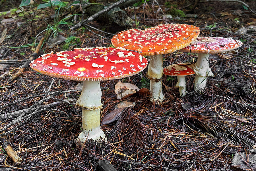 fly agaric mushrooms (Amanita muscaria) [Crestline Park, Waldport, Lincoln County, Oregon]