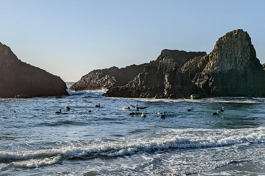 brown pelicans & sea stacks (Pelecanus occidentalis) [Seal Rock State Recreation Site, Lincoln County, Oregon]
