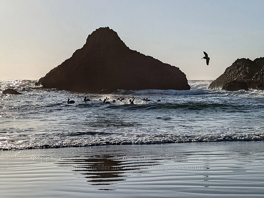 brown pelicans & sea stacks (Pelecanus occidentalis) [Seal Rock State Recreation Site, Lincoln County, Oregon]