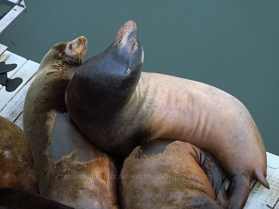 California sea lions (Zalophus californianus) [Port Dock 1, Newport, Lincoln County, Oregon]