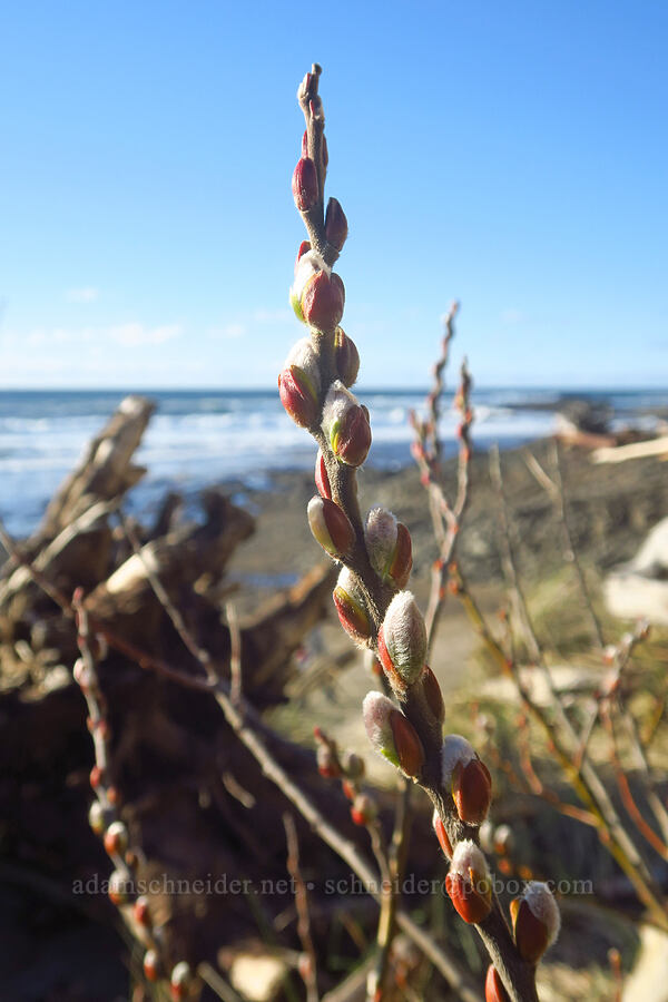 coastal willow buds (Salix hookeriana) [Spanish Head, Lincoln City, Lincoln County, Oregon]