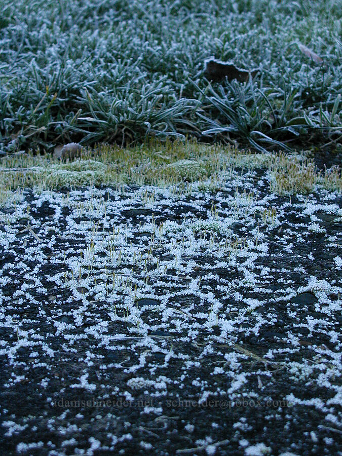 frosty patio [Knapp Street, Portland, Multnomah County, Oregon]