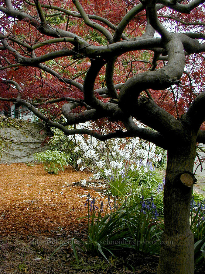 Japanese maple [Knapp Street, Portland, Multnomah County, Oregon]