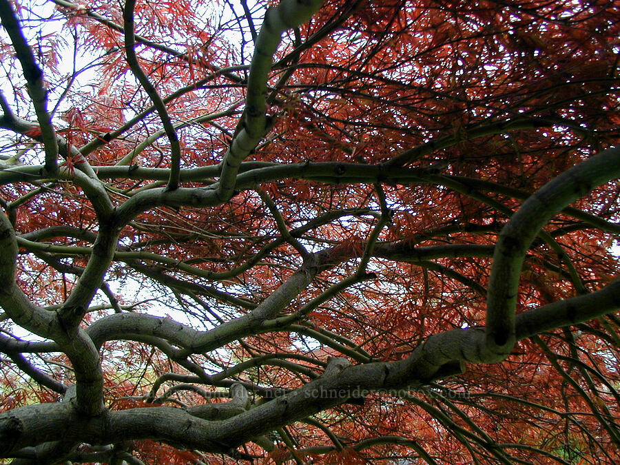 Japanese maple [Knapp Street, Portland, Multnomah County, Oregon]