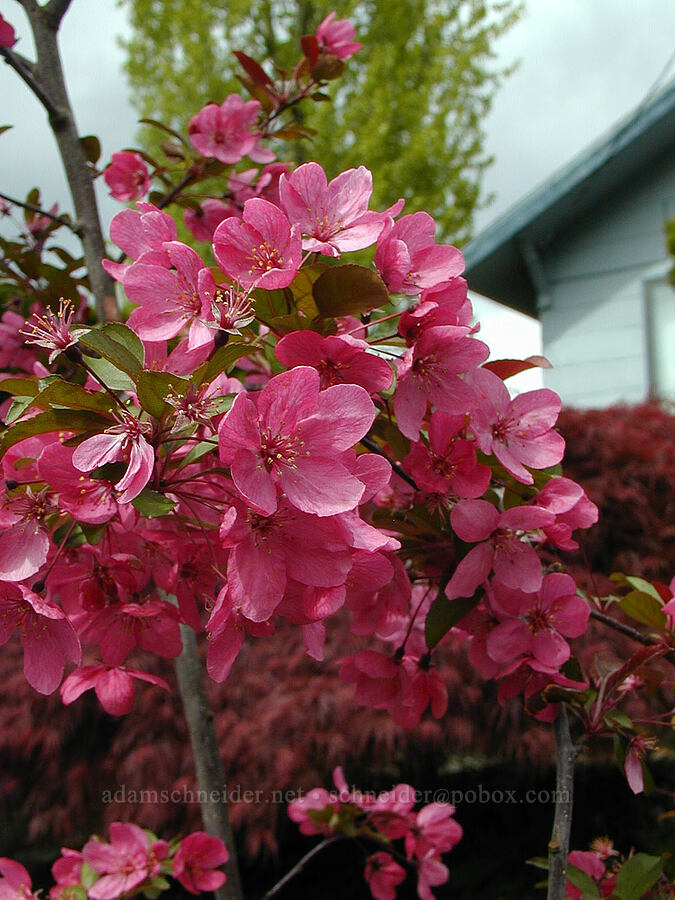 Prairifire crabapple [Knapp Street, Portland, Multnomah County, Oregon]