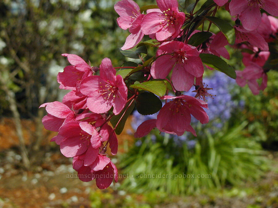 Prairifire crabapple [Knapp Street, Portland, Multnomah County, Oregon]