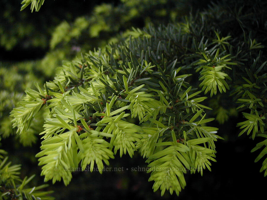 western hemlock [Knapp Street, Portland, Multnomah County, Oregon]
