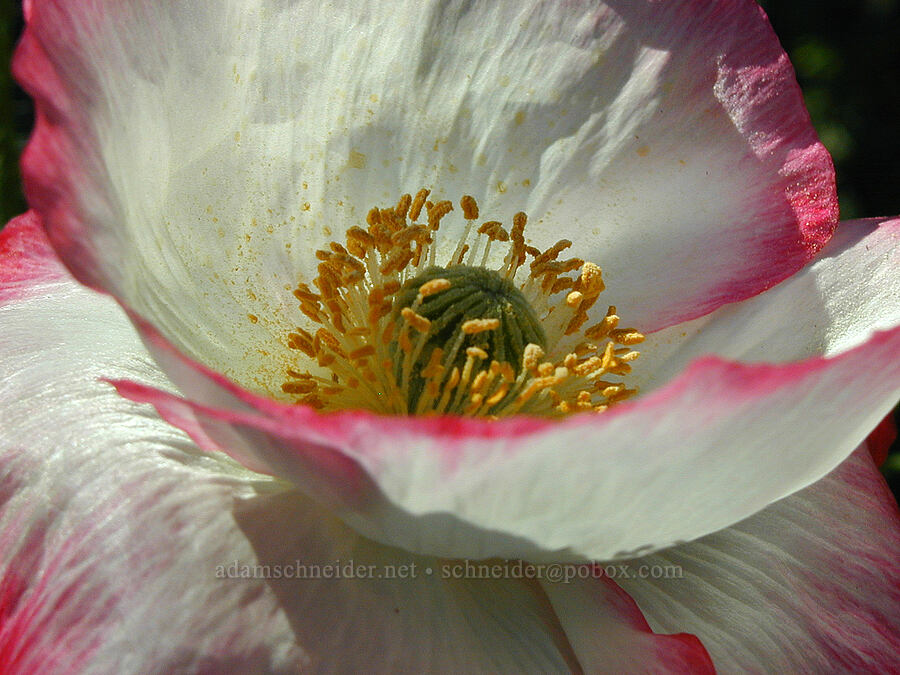 poppy [Knapp Street, Portland, Multnomah County, Oregon]