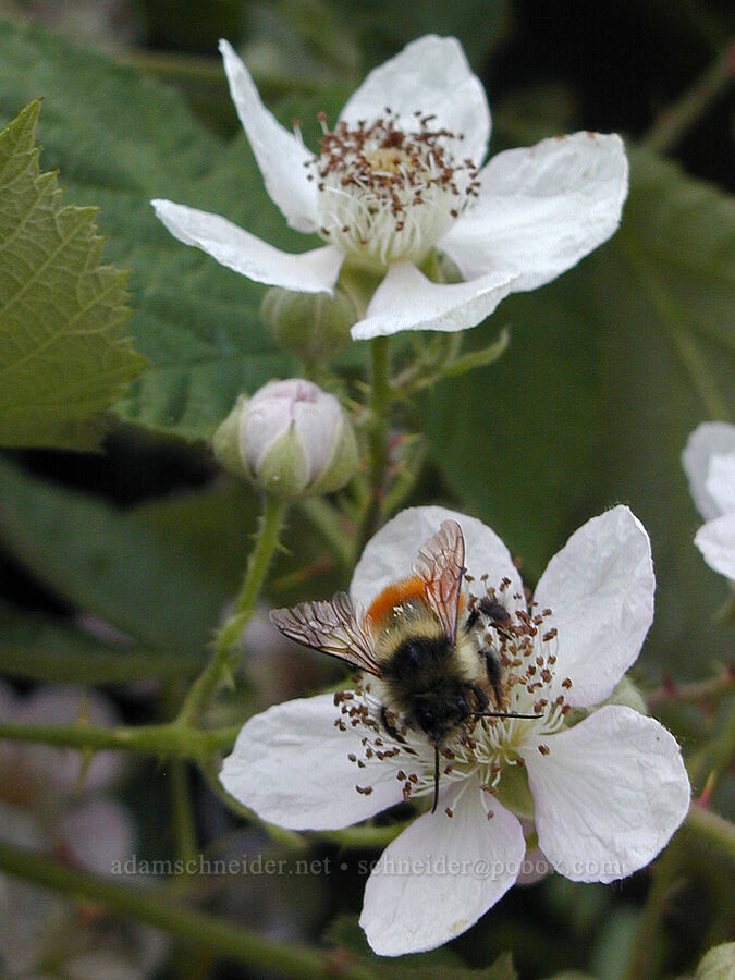 blackberry blossoms & bumblebee [Knapp Street, Portland, Multnomah County, Oregon]