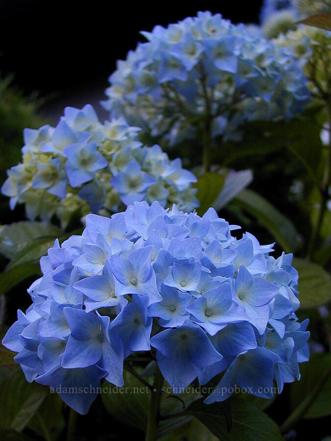hydrangea [Knapp Street, Portland, Multnomah County, Oregon]