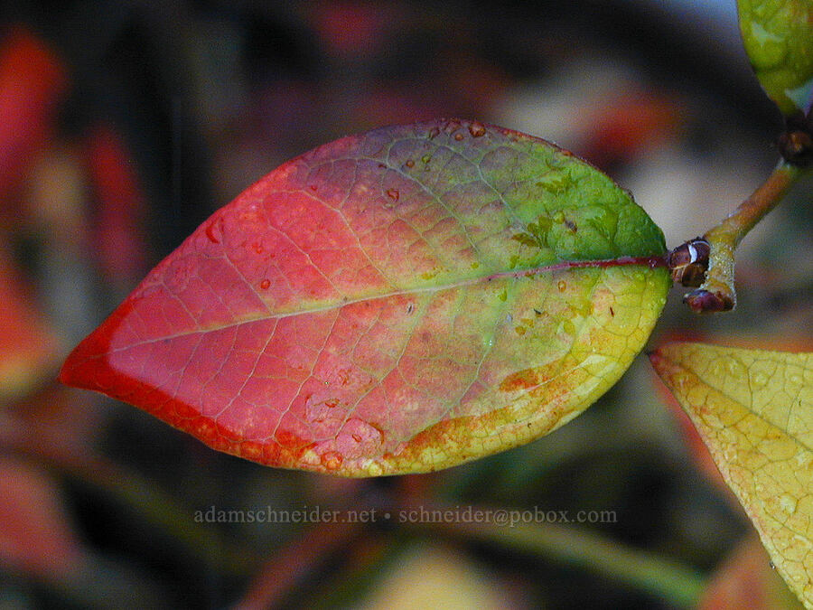 blueberry leaf [Knapp Street, Portland, Multnomah County, Oregon]