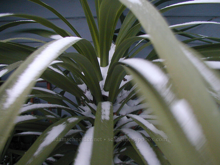 snowy windy cordyline [Knapp Street, Portland, Multnomah County, Oregon]