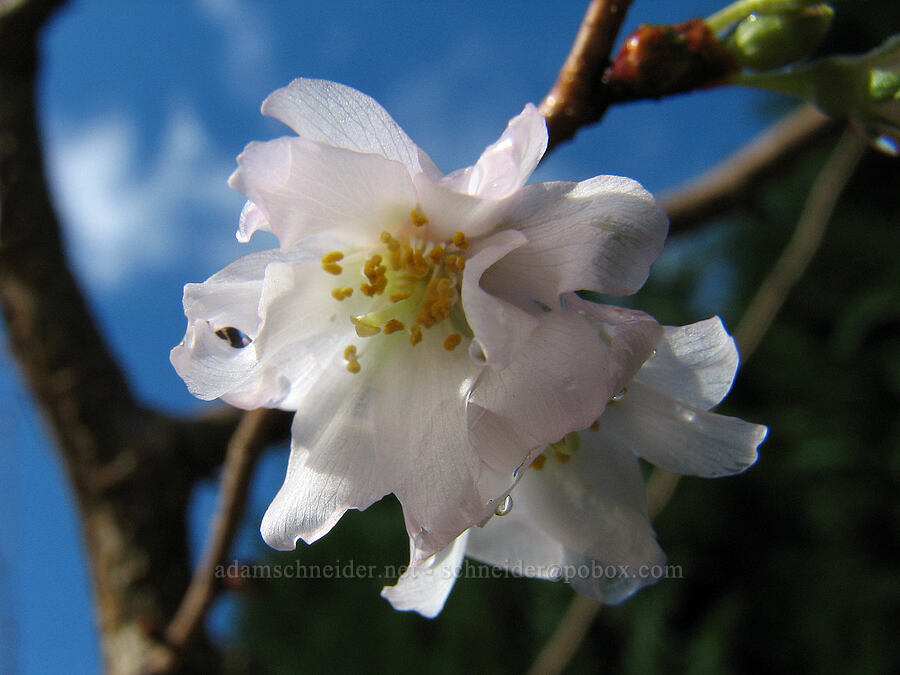 autumn-flowering cherry [Knapp Street, Portland, Multnomah County, Oregon]