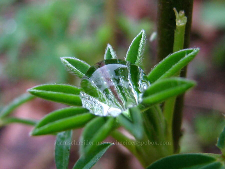 rain on a lupine leaf [Knapp Street, Portland, Multnomah County, Oregon]