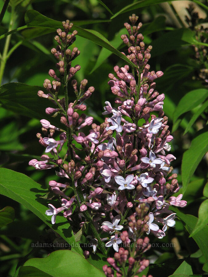 lilacs [Knapp Street, Portland, Multnomah County, Oregon]