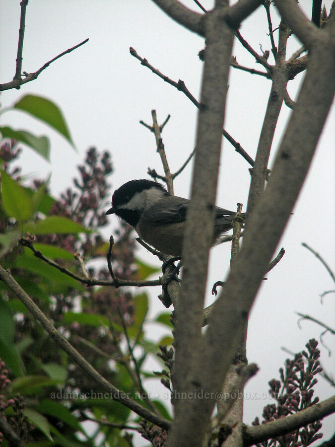 black-capped chickadee (Poecile atricapillus) [Knapp Street, Portland, Multnomah County, Oregon]