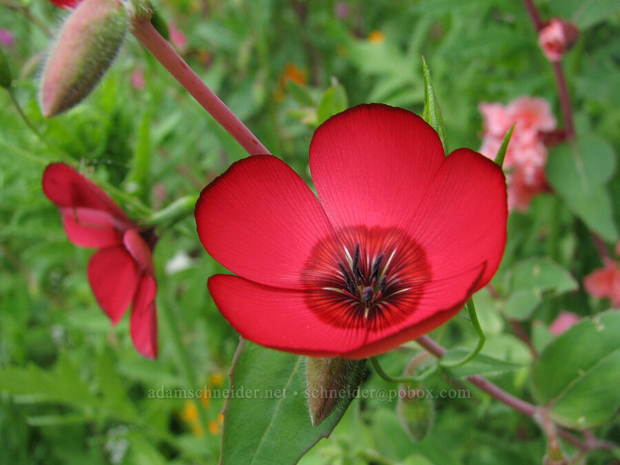 scarlet flax [Knapp Street, Portland, Multnomah County, Oregon]