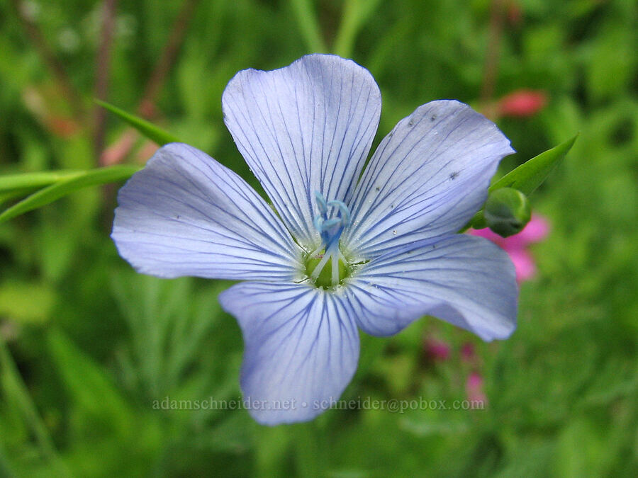 blue flax [Knapp Street, Portland, Multnomah County, Oregon]
