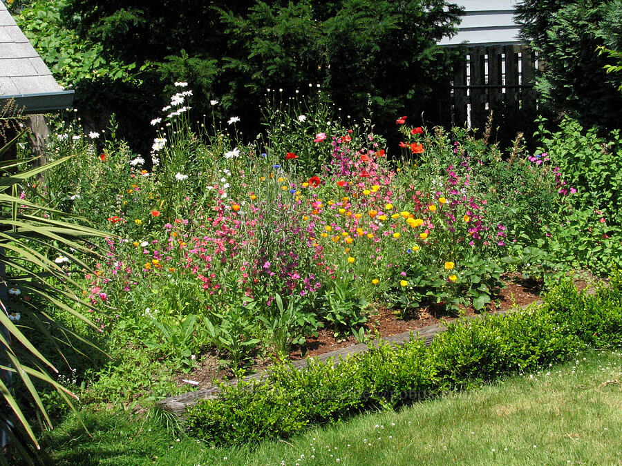 backyard wildflower garden [Knapp Street, Portland, Multnomah County, Oregon]