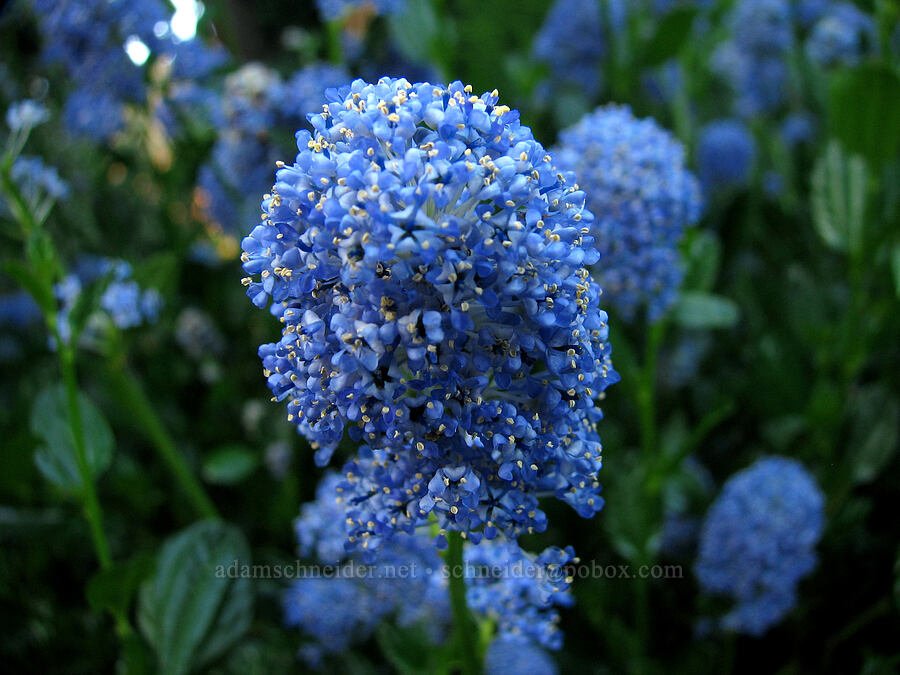 ceanothus [Knapp Street, Portland, Multnomah County, Oregon]