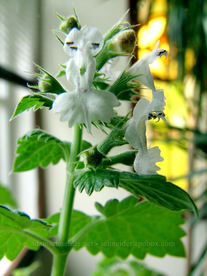 catnip flowers [Knapp Street, Portland, Multnomah County, Oregon]