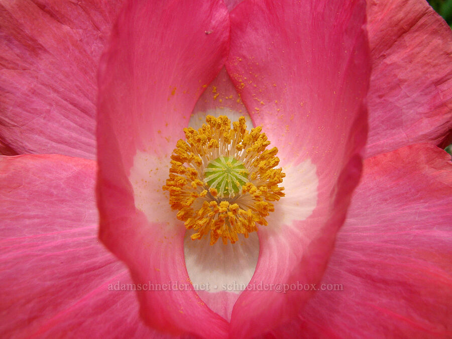 poppy [Knapp Street, Portland, Multnomah County, Oregon]