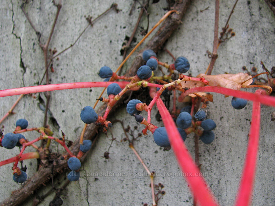 grapes & leaf stalks [Knapp Street, Portland, Multnomah County, Oregon]