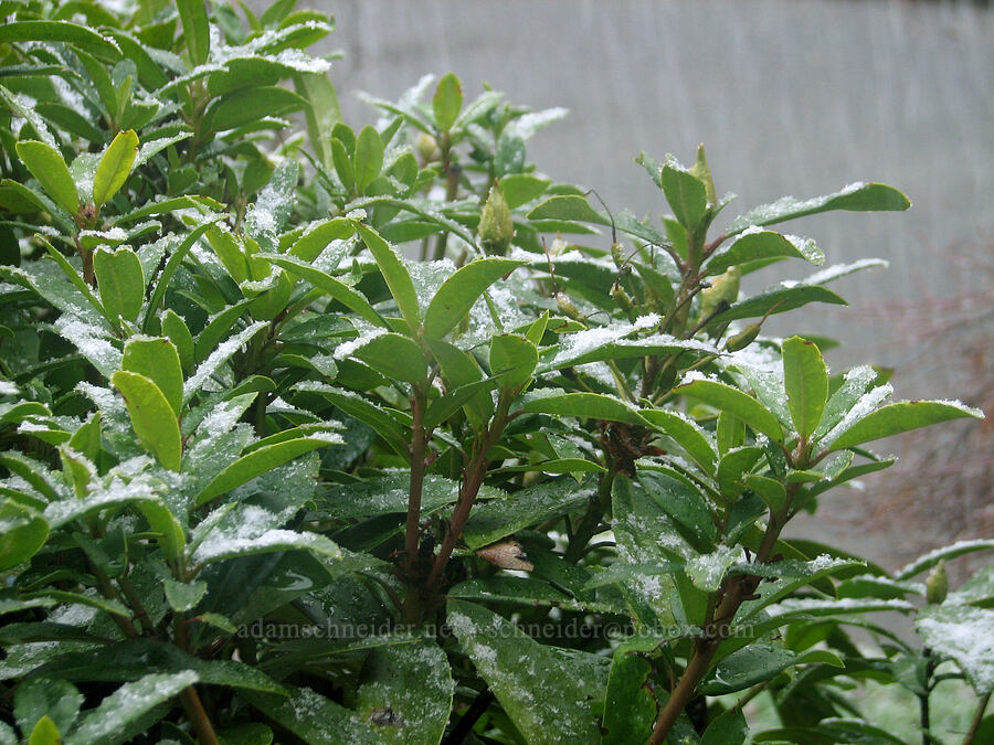 snow on rhododendron leaves [Knapp Street, Portland, Multnomah County, Oregon]