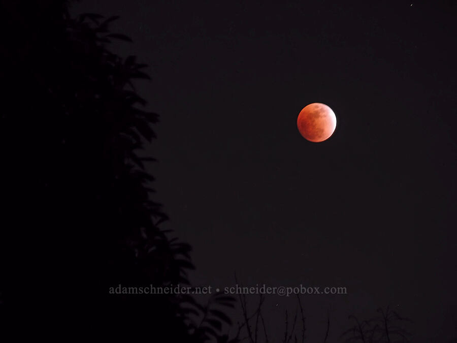 lunar eclipse [Knapp Street, Portland, Multnomah County, Oregon]