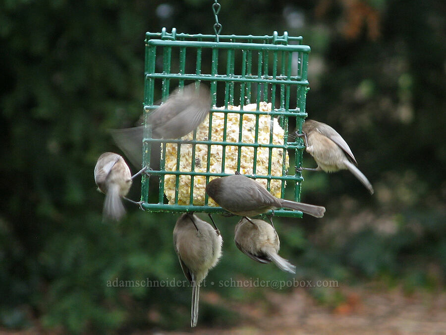 bushtits (Psaltriparus minimus) [Knapp Street, Portland, Multnomah County, Oregon]