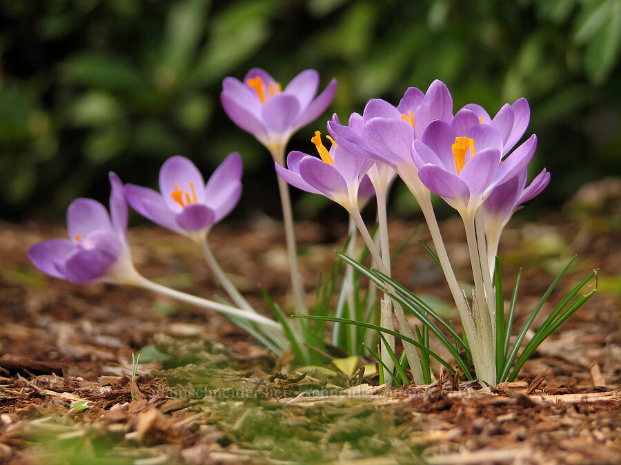 crocuses [Knapp Street, Portland, Multnomah County, Oregon]