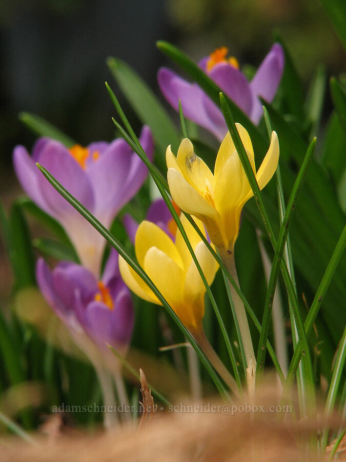 crocuses [Knapp Street, Portland, Multnomah County, Oregon]