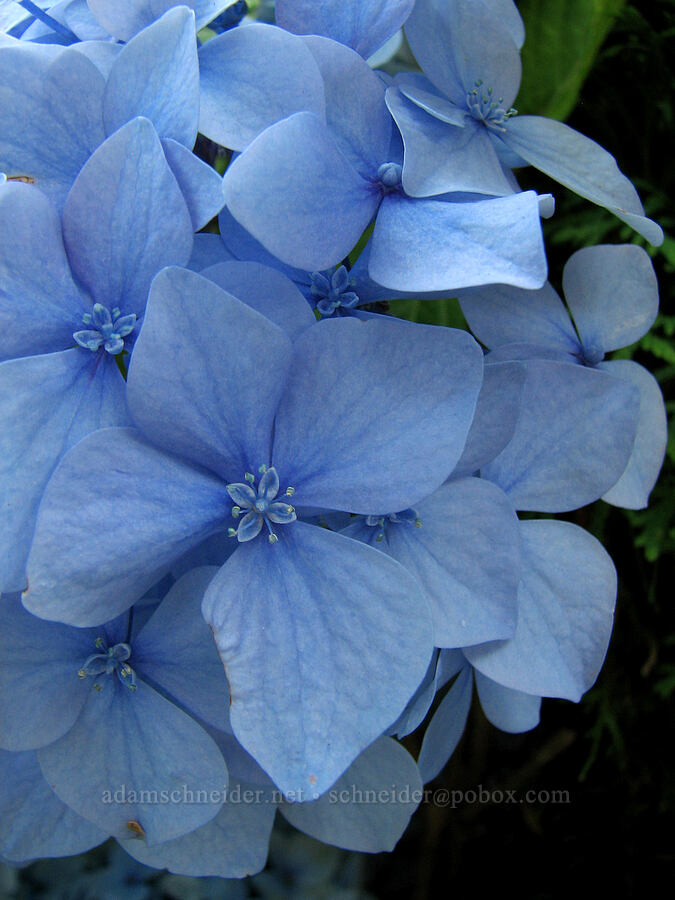 hydrangea [Knapp Street, Portland, Multnomah County, Oregon]