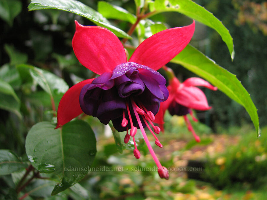 fuchsia [Knapp Street, Portland, Multnomah County, Oregon]